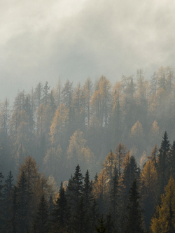 วอลเปเปอร์ภาพป่าไม้ (สั่งผลิต)