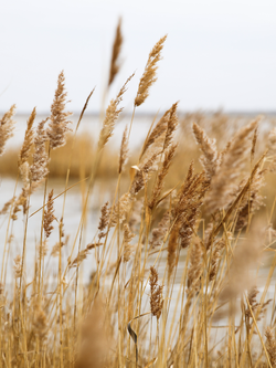 วอลเปเปอร์ภาพดอกไม้ (สั่งผลิต)