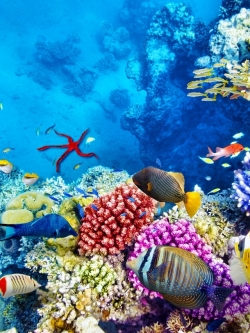 วอลเปเปอร์ ภาพใต้ท้องทะเล