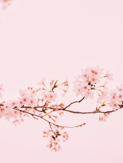 วอลเปเปอร์ภาพซากุระ (สั่งผลิต)