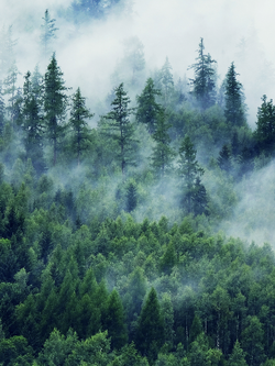 วอลเปเปอร์ภาพป่าไม้ (สั่งผลิต)