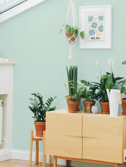 วอลเปเปอร์ สีเขียวมิ้นท์ PLA1-F116W