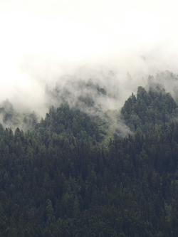 วอลเปเปอร์ภาพป่าไม้ (สั่งผลิต)