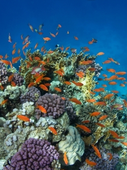 วอลเปเปอร์ ภาพใต้ท้องทะเล