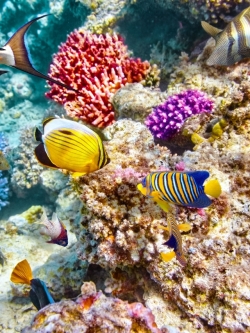 วอลเปเปอร์ ภาพใต้ท้องทะเล