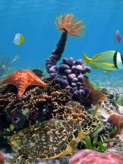 วอลเปเปอร์ ภาพใต้ท้องทะเล