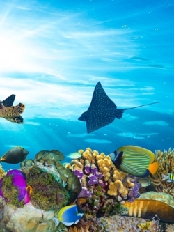 วอลเปเปอร์ ภาพใต้ท้องทะเล