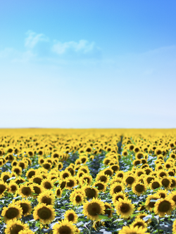 วอลเปเปอร์ภาพดอกไม้ (สั่งผลิต)