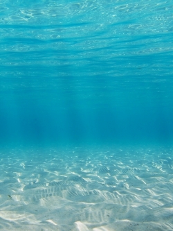 วอลเปเปอร์ ภาพใต้ท้องทะเล