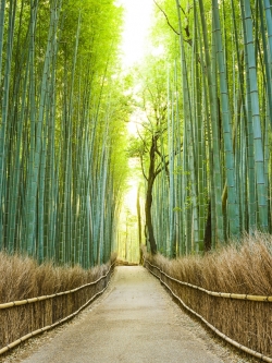 ภาพวิวสั่งผลิด ป่าไผ่และทางเดิน