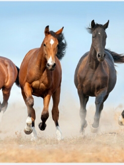 วอลเปเปอร์ เสริมฮวงจุ้ย ภาพรูปม้า 013