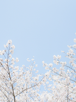 วอลเปเปอร์ภาพซากุระ (สั่งผลิต)