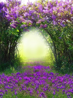 วอลเปเปอร์ ภาพดอกไม้