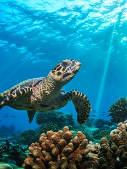 วอลเปเปอร์ ภาพใต้ท้องทะเล