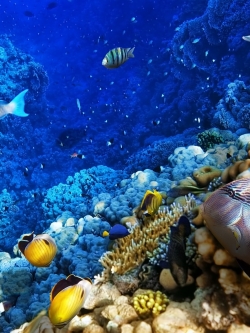 วอลเปเปอร์ ภาพใต้ท้องทะเล