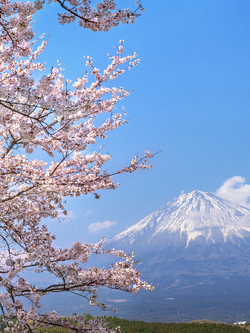 วอลเปเปอร์ภาพซากุระ (สั่งผลิต)