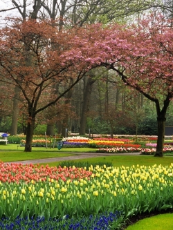 วอลเปเปอร์ ภาพดอกไม้