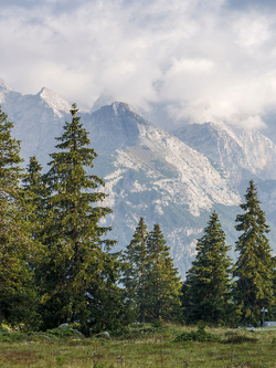 วอลเปเปอร์ภาพป่าไม้ (สั่งผลิต)