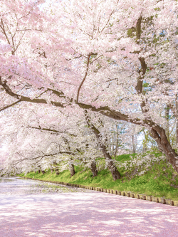 วอลเปเปอร์ภาพซากุระ (สั่งผลิต)