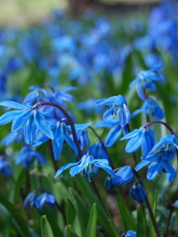 วอลเปเปอร์ ภาพดอกไม้