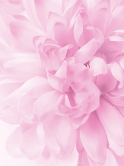 วอลเปเปอร์ภาพดอกไม้ (สั่งผลิต)