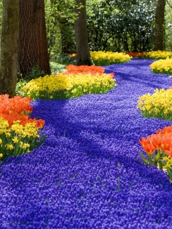 วอลเปเปอร์ ภาพดอกไม้