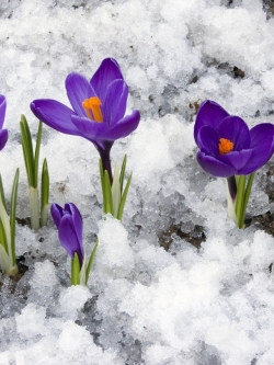 วอลเปเปอร์ ภาพดอกไม้