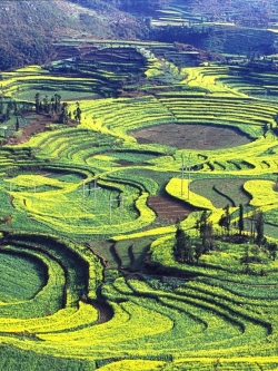 วอลเปเปอร์ ภาพดอกไม้