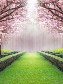 วอลเปเปอร์ ภาพดอกไม้