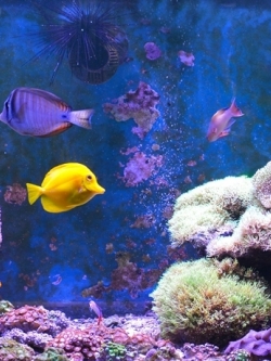 วอลเปเปอร์ ภาพใต้ท้องทะเล