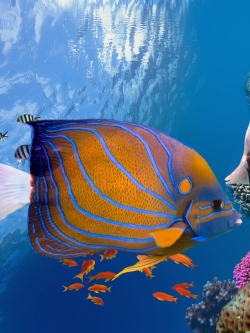 วอลเปเปอร์ ภาพใต้ท้องทะเล