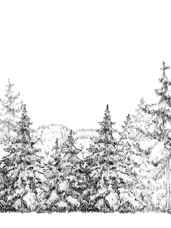 วอลเปเปอร์ภาพป่าเขตร้อน Tropical (สั่งผลิต)