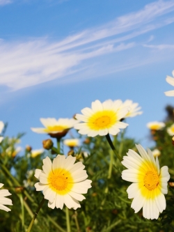 วอลเปเปอร์ ภาพดอกไม้