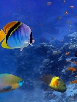 วอลเปเปอร์ ภาพใต้ท้องทะเล