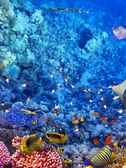 วอลเปเปอร์ ภาพใต้ท้องทะเล