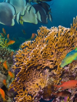 วอลเปเปอร์ ภาพใต้ท้องทะเล