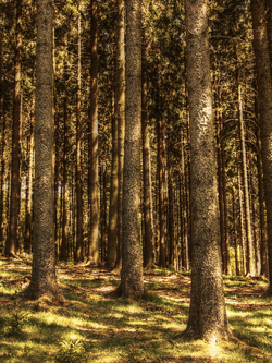 วอลเปเปอร์ภาพป่าไม้ (สั่งผลิต)