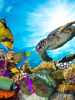 วอลเปเปอร์ ภาพใต้ท้องทะเล