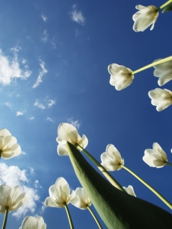 วอลเปเปอร์ ภาพดอกไม้