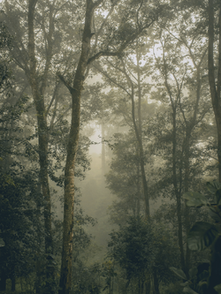 วอลเปเปอร์ภาพป่าไม้ (สั่งผลิต)