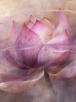 วอลเปเปอร์ภาพดอกบัว (สั่งผลิต)