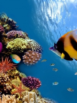 วอลเปเปอร์ ภาพใต้ท้องทะเล