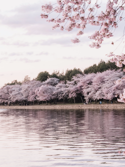 วอลเปเปอร์ภาพซากุระ (สั่งผลิต)