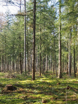 วอลเปเปอร์ภาพป่าไม้ (สั่งผลิต)