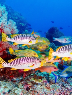 วอลเปเปอร์ ภาพใต้ท้องทะเล