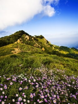 วอลเปเปอร์ ภาพดอกไม้