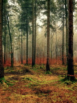 วอลเปเปอร์ภาพป่าไม้ (สั่งผลิต)