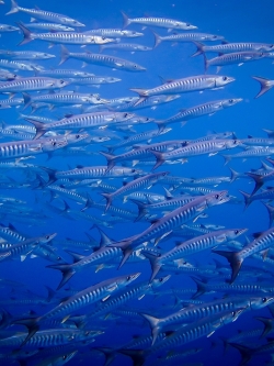 วอลเปเปอร์ ภาพใต้ท้องทะเล