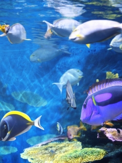 วอลเปเปอร์ ภาพใต้ท้องทะเล