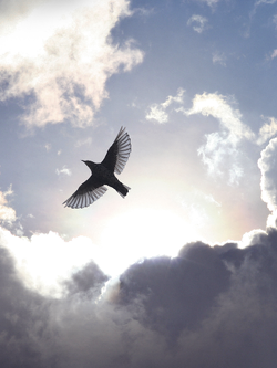 วอลเปเปอร์ภาพท้องฟ้า (สั่งผลิต)